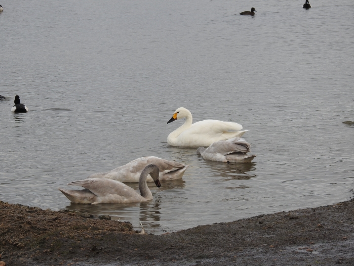 Bewick's swan with three cygnets on a lake